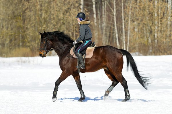 Boutique équitation paris : tout pour le cavalier et son cheval